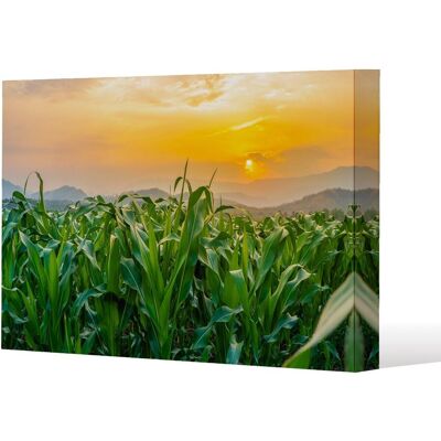 Benjamin Tate Design green corn field in agricultural garden & light shines sunset (Canvas Print) / 61 x 41 x 4cm in Natural Size: 61 x 41 x 4 cm Natural 61 x 41 x 4 cm Benjamin Tate Design green corn field in agricultural garden & light shines sunset (Canvas Print) / 61 x 41 x 4cm in Natural Size: 61 x 41 x 4 cm Natural 61 x 41 x 4 cm