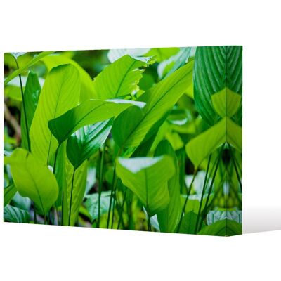 Benjamin Tate Design Green leaf background abstract of nature (Canvas Print) / 77 x 51 x 4cm in Natural Size: 77 x 51 x 4 cm Natural 77 x 51 x 4 cm Benjamin Tate Design Green leaf background abstract of nature (Canvas Print) / 77 x 51 x 4cm in Natural Size: 77 x 51 x 4 cm Natural 77 x 51 x 4 cm