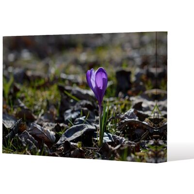 Benjamin Tate Design autumn flower bloom in nature (Canvas Print) / 46 x 31 x 4cm in Natural Size: 46 x 31 x 4 cm Natural 46 x 31 x 4 cm Benjamin Tate Design autumn flower bloom in nature (Canvas Print) / 46 x 31 x 4cm in Natural Size: 46 x 31 x 4 cm Natural 46 x 31 x 4 cm