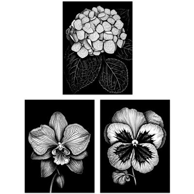 Artery8 Wall Art Print Set of 3 Elegant Single Hydrangea Orchid Pansy Flowers Floral Black White Striking Impact Artwork Living Room Poster s Pack Black W12" x H16" Artery8 Wall Art Print Set of 3 Elegant Single Hydrangea Orchid Pansy Flowers Floral Black White Striking Impact Artwork Living Room Poster s Pack Black W12" x H16"