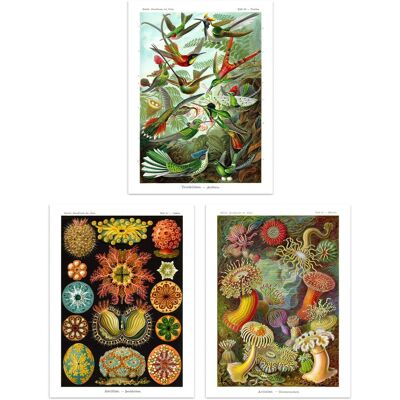 Artery8 Wall Art Print Set of 3 Hummingbirds & Sea Anemones Haeckel Colourful Vintage s Living Room Poster s Pack in Green Size: W12" x H16" Green W12" x H16" Artery8 Wall Art Print Set of 3 Hummingbirds & Sea Anemones Haeckel Colourful Vintage s Living Room Poster s Pack in Green Size: W12" x H16" Green W12" x H16"