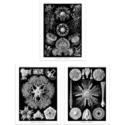 Artery8 Set of 3 Sea Urchins Black & White Haeckel Vintage Illustrations Detailed Echinidea Starfish Study Unframed Wall Art Living Room Poster Black W12" x H16" Artery8 Set of 3 Sea Urchins Black & White Haeckel Vintage Illustrations Detailed Echinidea Starfish Study Unframed Wall Art Living Room Poster Black W12" x H16"