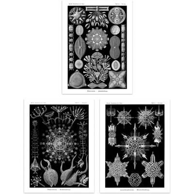 Artery8 Wall Art Print Set of 3 Diatom Microalgae Black & White Haeckel Vintage s Aquatic Marine Fish Study Living Room Poster s Pack Black W12" x H16" Artery8 Wall Art Print Set of 3 Diatom Microalgae Black & White Haeckel Vintage s Aquatic Marine Fish Study Living Room Poster s Pack Black W12" x H16"
