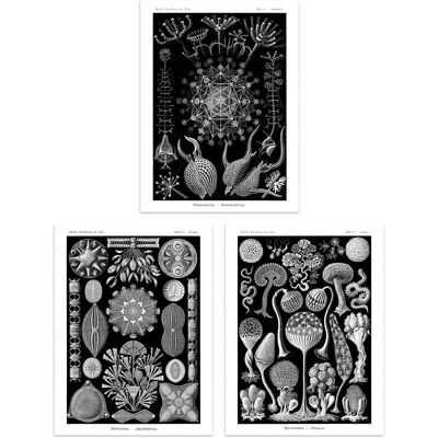Artery8 Set of 3 Phaeodaria Black White Haeckel Vintage Illustrations Marine Plankton Amoeboid Cercozoans Unframed Wall Art Living Room Poster Prints Black W12" x H16" Artery8 Set of 3 Phaeodaria Black White Haeckel Vintage Illustrations Marine Plankton Amoeboid Cercozoans Unframed Wall Art Living Room Poster Prints Black W12" x H16"