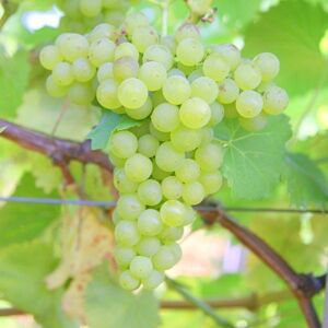 Plant Theory Grape Vine Chardonnay White Wine Fruit Vitis Vinifera Plant 2L Pot 60cm in Green Green Plant Theory Grape Vine Chardonnay White Wine Fruit Vitis Vinifera Plant 2L Pot 60cm in Green Green