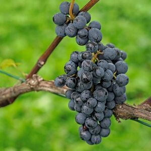 Plant Theory Black Grape Pinot Noir Grape Vine Red Wine Vine Vitis Vinifera Plant 3L Pot 60cm in Green Green Plant Theory Black Grape Pinot Noir Grape Vine Red Wine Vine Vitis Vinifera Plant 3L Pot 60cm in Green Green