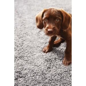 My Mat 'Buddy' Rug in Grey Size: 80 cm x 120 cm Grey 80 cm x 120 cm My Mat 'Buddy' Rug in Grey Size: 80 cm x 120 cm Grey 80 cm x 120 cm