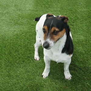 Artificial Grass GB English Garden 30mm Artificial Grass in Green Size: 4000mm x 3000mm Green 4000mm x 3000mm Artificial Grass GB English Garden 30mm Artificial Grass in Green Size: 4000mm x 3000mm Green 4000mm x 3000mm