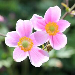 Plant Theory September Charm Japanese Anemone Perennials Flowering Plants 2L Pot in Green Green Plant Theory September Charm Japanese Anemone Perennials Flowering Plants 2L Pot in Green Green
