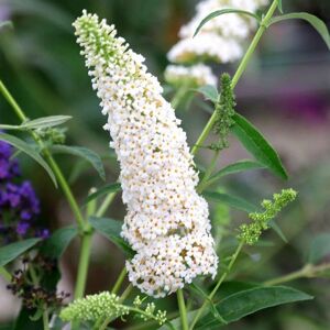 Plant Theory White Profusion Butterfly Bush Shrub Plant Buddleja Davidii 2L Pot in Green Green Plant Theory White Profusion Butterfly Bush Shrub Plant Buddleja Davidii 2L Pot in Green Green