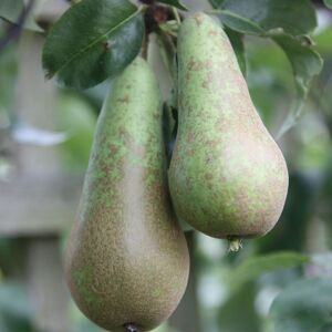 Plant Theory Pear Conference Fruiting Outdoor Fruit Tree 11.5L Pot QE Rootstock 1.2m in Green Green Plant Theory Pear Conference Fruiting Outdoor Fruit Tree 11.5L Pot QE Rootstock 1.2m in Green Green