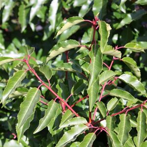 Plant Theory Portugese Laurel Outdoor Shrub Plant Prunus Lusitanica Garden Foliage 2L Pot in Green Green Plant Theory Portugese Laurel Outdoor Shrub Plant Prunus Lusitanica Garden Foliage 2L Pot in Green Green
