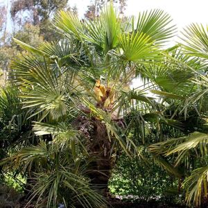 Plant Theory Chusan Palm Outdoor Shrub Plant Trachycarpus Fortunei Garden Plants 2L Pot in Green Green Plant Theory Chusan Palm Outdoor Shrub Plant Trachycarpus Fortunei Garden Plants 2L Pot in Green Green