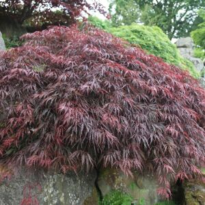 Plant Theory Inaba-shidare Japanese Maple Shrub Plant Acer Palmatum 3L Pot 40cm Grafted in Green Green Plant Theory Inaba-shidare Japanese Maple Shrub Plant Acer Palmatum 3L Pot 40cm Grafted in Green Green