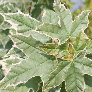 Plant Theory Drummondii Norway Maple Tree Ornamental Acer Platanoides 12L Pot 1.5m - 1.8m in Green Green Plant Theory Drummondii Norway Maple Tree Ornamental Acer Platanoides 12L Pot 1.5m - 1.8m in Green Green