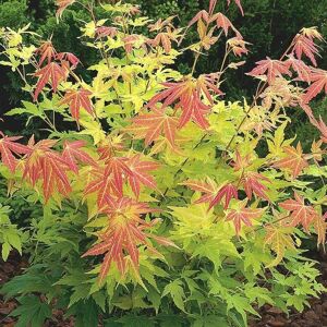 Plant Theory Orange Dream Japanese Maple Shrub Plant Acer Palmatum 3L Pot 40cm Grafted in Green Green Plant Theory Orange Dream Japanese Maple Shrub Plant Acer Palmatum 3L Pot 40cm Grafted in Green Green