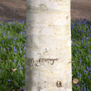 Plant Theory West Himalayan Birch Tree Betula Utilis Jacquemontii Ornamental 1.5L Pot in Green Green Plant Theory West Himalayan Birch Tree Betula Utilis Jacquemontii Ornamental 1.5L Pot in Green Green