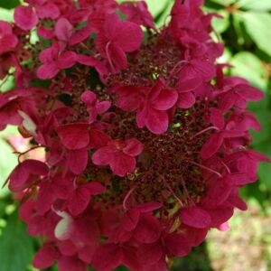 Plant Theory Wim's Red Outdoor Shrub Plant Hydrangea Paniculata Flowering Plants 2L Pot in Green Green Plant Theory Wim's Red Outdoor Shrub Plant Hydrangea Paniculata Flowering Plants 2L Pot in Green Green