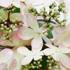 Plant Theory Japanese Snowball Bush Tomentosum Kilimanjaro Sunrise Plant Viburnum 2L Pot in Green Green Plant Theory Japanese Snowball Bush Tomentosum Kilimanjaro Sunrise Plant Viburnum 2L Pot in Green Green