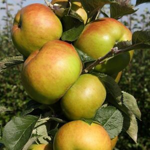Plant Theory Apple Bramley Cooking Fruiting Outdoor Fruit Tree 11.5L Pot M27 Rootstock 1.2m in Green Green Plant Theory Apple Bramley Cooking Fruiting Outdoor Fruit Tree 11.5L Pot M27 Rootstock 1.2m in Green Green