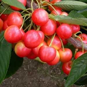 Plant Theory Cherry Stardust Sweet Cherry Outdoor Fruit Tree 11.5L Pot 1.2m in Green Green Plant Theory Cherry Stardust Sweet Cherry Outdoor Fruit Tree 11.5L Pot 1.2m in Green Green