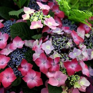 Plant Theory Kardinal Violet Outdoor Shrub Plant Hydrangea Macrophylla 2L Pot in Green Green Plant Theory Kardinal Violet Outdoor Shrub Plant Hydrangea Macrophylla 2L Pot in Green Green