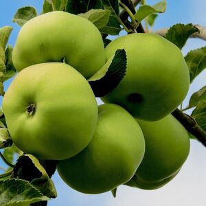 Plant Theory Apple Grenadier Cooking Fruiting Outdoor Fruit Tree 9L Pot MM106 Rootstock 1.2m in Green Green Plant Theory Apple Grenadier Cooking Fruiting Outdoor Fruit Tree 9L Pot MM106 Rootstock 1.2m in Green Green