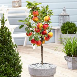 Plant Theory Apple Elstar Edible Dessert Apple Outdoor Fruit Tree 9L Pot 1.2m in Green Green Plant Theory Apple Elstar Edible Dessert Apple Outdoor Fruit Tree 9L Pot 1.2m in Green Green