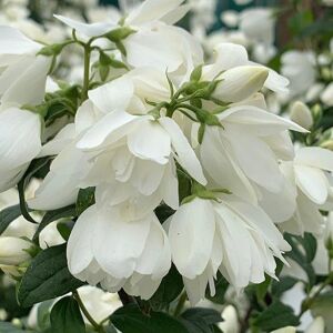 Plant Theory Snowbelle Mock Orange Shrub Plant Philadelphus 12L Pot 80cm - 100cm in Green Green Plant Theory Snowbelle Mock Orange Shrub Plant Philadelphus 12L Pot 80cm - 100cm in Green Green