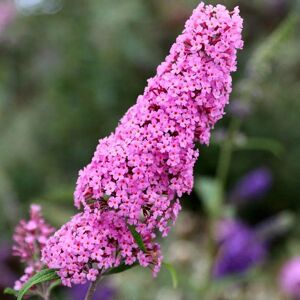 Plant Theory Pink Delight Butterfly Bush Shrub Plant Buddleja 10L Pot 80cm - 100cm in Green Green Plant Theory Pink Delight Butterfly Bush Shrub Plant Buddleja 10L Pot 80cm - 100cm in Green Green