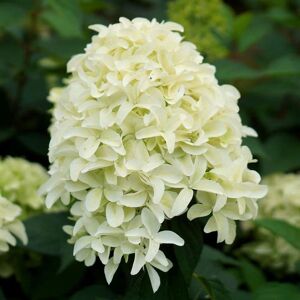 Plant Theory Skyfall Outdoor Shrub Plant Hydrangea Paniculata Flowering Garden Plants 2L Pot in Green Green Plant Theory Skyfall Outdoor Shrub Plant Hydrangea Paniculata Flowering Garden Plants 2L Pot in Green Green