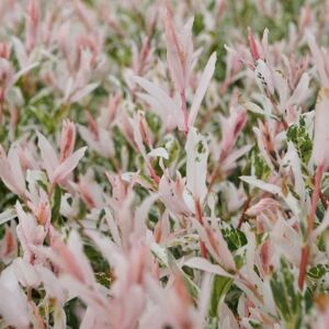 Plant Theory Flamingo Flamingo Willow Shrub Plant Salix Integra 2L Pot 30cm in Green Green Plant Theory Flamingo Flamingo Willow Shrub Plant Salix Integra 2L Pot 30cm in Green Green