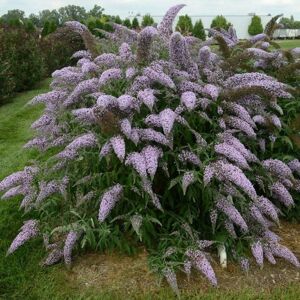 Plant Theory Grand Cascade Butterfly Bush Shrub Plant Buddleja Davidii 2L Pot in Green Green Plant Theory Grand Cascade Butterfly Bush Shrub Plant Buddleja Davidii 2L Pot in Green Green