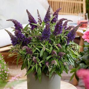 Plant Theory Little Purple Butterfly Bush Outdoor Shrub Plant Buddleja 2L Pot in Green Green Plant Theory Little Purple Butterfly Bush Outdoor Shrub Plant Buddleja 2L Pot in Green Green