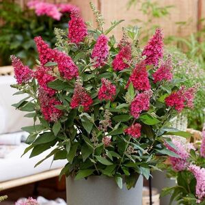 Plant Theory Little Ruby Butterfly Bush Outdoor Shrub Plant Buddleja 2L Pot in Green Green Plant Theory Little Ruby Butterfly Bush Outdoor Shrub Plant Buddleja 2L Pot in Green Green