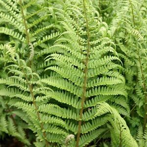 Plant Theory Male Fern Dryopteris Filix-Mas Hardy Outdoor Ferns Jungle Plant 2L Pot in Green Green Plant Theory Male Fern Dryopteris Filix-Mas Hardy Outdoor Ferns Jungle Plant 2L Pot in Green Green