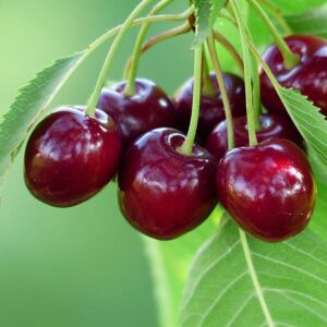 Plant Theory Cherry Bigarreau Burlat Prunus avium Sweet Cherry Outdoor Fruit Tree 9L Pot 1.2m in Green Green Plant Theory Cherry Bigarreau Burlat Prunus avium Sweet Cherry Outdoor Fruit Tree 9L Pot 1.2m in Green Green
