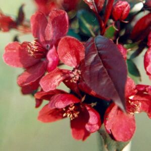 Plant Theory Royalty Crab Apple Tree Malus Outdoor Ornamental Tree 9L Pot 1.2m - 1.5m in Green Green Plant Theory Royalty Crab Apple Tree Malus Outdoor Ornamental Tree 9L Pot 1.2m - 1.5m in Green Green