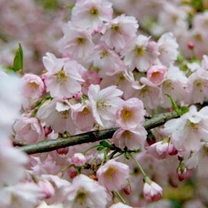 Plant Theory Pandora Flowering Cherry Blossom Tree Ornamental Prunus 9L Pot 1.2m - 1.5m in Green Green Plant Theory Pandora Flowering Cherry Blossom Tree Ornamental Prunus 9L Pot 1.2m - 1.5m in Green Green