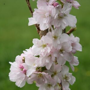 Plant Theory Amanogawa Flowering Cherry Blossom Tree Outdoor Prunus 12L Pot 1.2m - 1.5m in Green Green Plant Theory Amanogawa Flowering Cherry Blossom Tree Outdoor Prunus 12L Pot 1.2m - 1.5m in Green Green