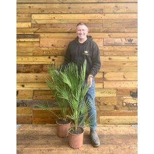 Direct Plants Chamaerops European Fan Palm Tree 3ft Plant in a 7.5 Litre Pot Multicolor Direct Plants Chamaerops European Fan Palm Tree 3ft Plant in a 7.5 Litre Pot Multicolor
