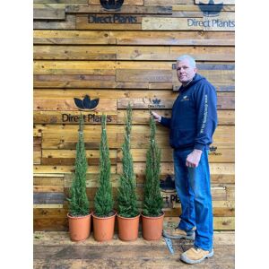Direct Plants 2x Italian Cypress Trees Cupressus Sempervirens 4ft Large in 10L Pots Multicolor Direct Plants 2x Italian Cypress Trees Cupressus Sempervirens 4ft Large in 10L Pots Multicolor