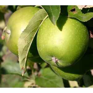 Direct Plants Dwarf Patio Granny Smith Apple Fruit Tree 3-4ft Supplied in a 5 Litre Pot in Green Green Direct Plants Dwarf Patio Granny Smith Apple Fruit Tree 3-4ft Supplied in a 5 Litre Pot in Green Green