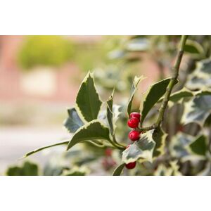 Direct Plants Ilex Golden King Evergreen Variegated Holly Plant Tree 2-3ft Supplied in a 3 Litre Pot in Yellow Yellow Direct Plants Ilex Golden King Evergreen Variegated Holly Plant Tree 2-3ft Supplied in a 3 Litre Pot in Yellow Yellow