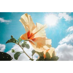 Direct Plants The Full Sun Selection Hardy Plant Garden Border Mix Large Mature Plants Supplied in 3 Litre Pots - Pack of 12 in Green Green Direct Plants The Full Sun Selection Hardy Plant Garden Border Mix Large Mature Plants Supplied in 3 Litre Pots - Pack of 12 in Green Green