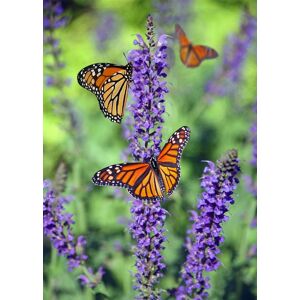 Direct Plants 6x Mixed Large Buddleja Butterfly Bush Plant Selection Pack Supplied in 3 Litre Pots in Green Green Direct Plants 6x Mixed Large Buddleja Butterfly Bush Plant Selection Pack Supplied in 3 Litre Pots in Green Green