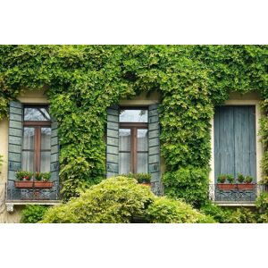 Direct Plants The Evergreen Climbing Plants Selection Garden Border Mix Large Mature Plants Supplied in 3 Litre Pots - Pack of 18 in Green Green Direct Plants The Evergreen Climbing Plants Selection Garden Border Mix Large Mature Plants Supplied in 3 Litre Pots - Pack of 18 in Green Green