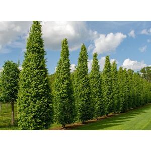 Direct Plants Carpinus Betulus Fastigiata Tree 6ft Tall Supplied in a 12 Litre Pot by Directplants in Green Green Direct Plants Carpinus Betulus Fastigiata Tree 6ft Tall Supplied in a 12 Litre Pot by Directplants in Green Green