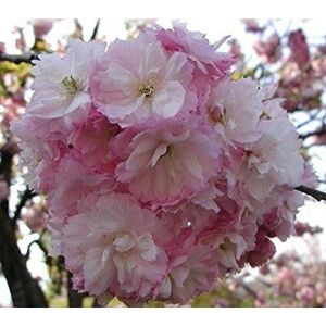 Direct Plants Prunus Pink Perfection Cherry Blossom Tree 6ft Tall Supplied in a 12 Litre Pot by Directplants in Green Green Direct Plants Prunus Pink Perfection Cherry Blossom Tree 6ft Tall Supplied in a 12 Litre Pot by Directplants in Green Green