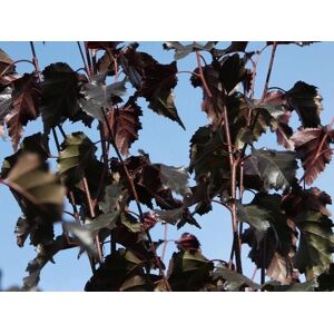 Direct Plants Betula Pendula Royal Frost Purple Leaf Birch Tree 6ft Tall Supplied in a 12 Litre Pot by Directplants in Green Green Direct Plants Betula Pendula Royal Frost Purple Leaf Birch Tree 6ft Tall Supplied in a 12 Litre Pot by Directplants in Green Green